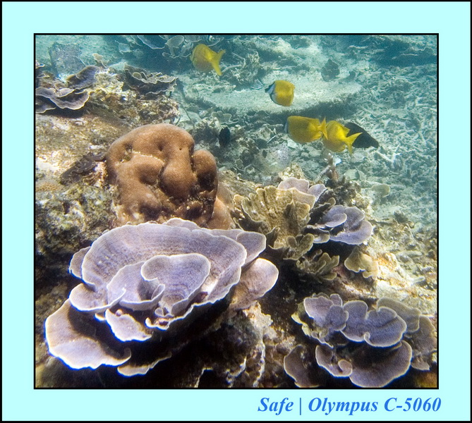 2006 - 07 - Perhentian - Plongee 144